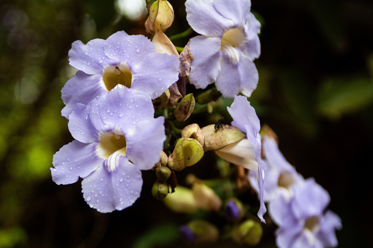 Tumbérgia lilás em um jardim