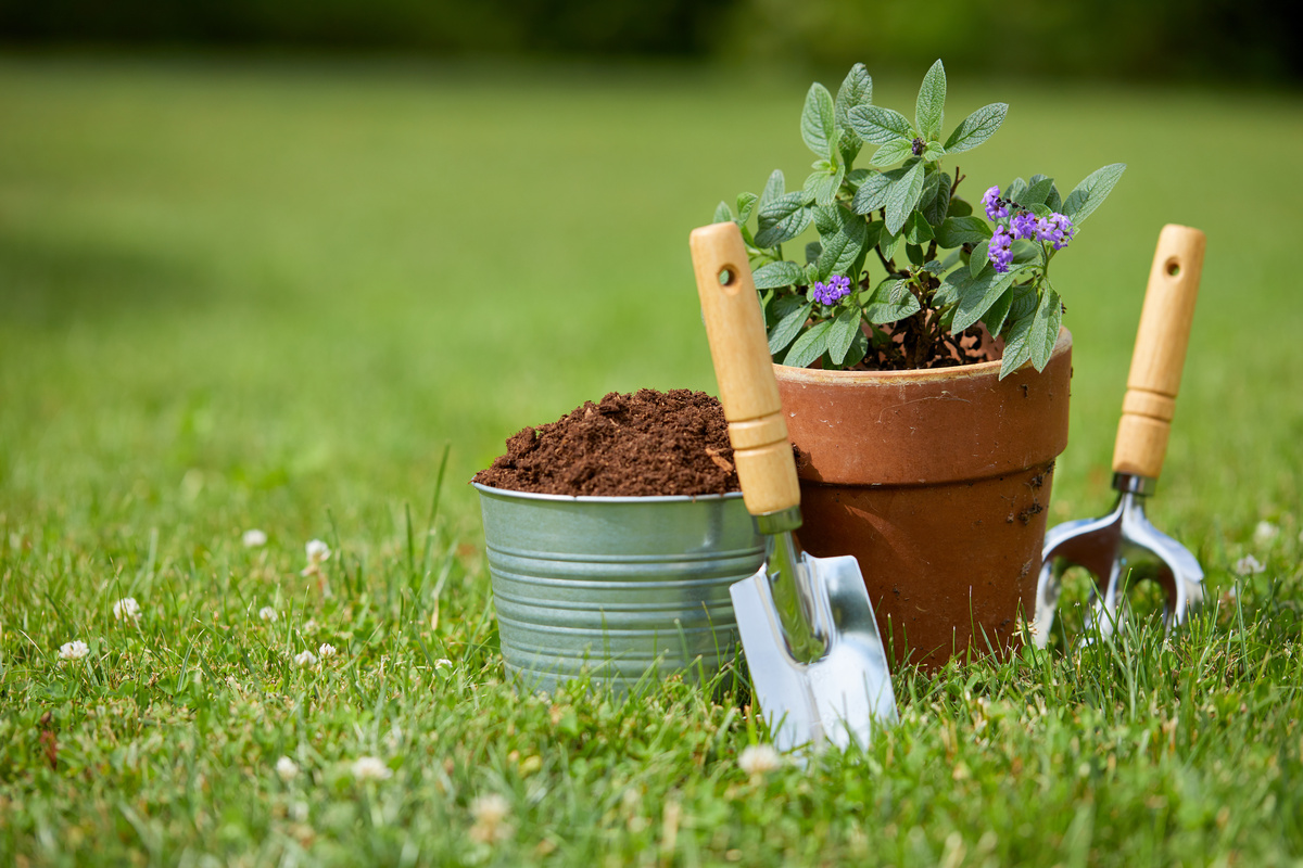 Ferramentas de jardinagem e um vaso com plantas no jardim