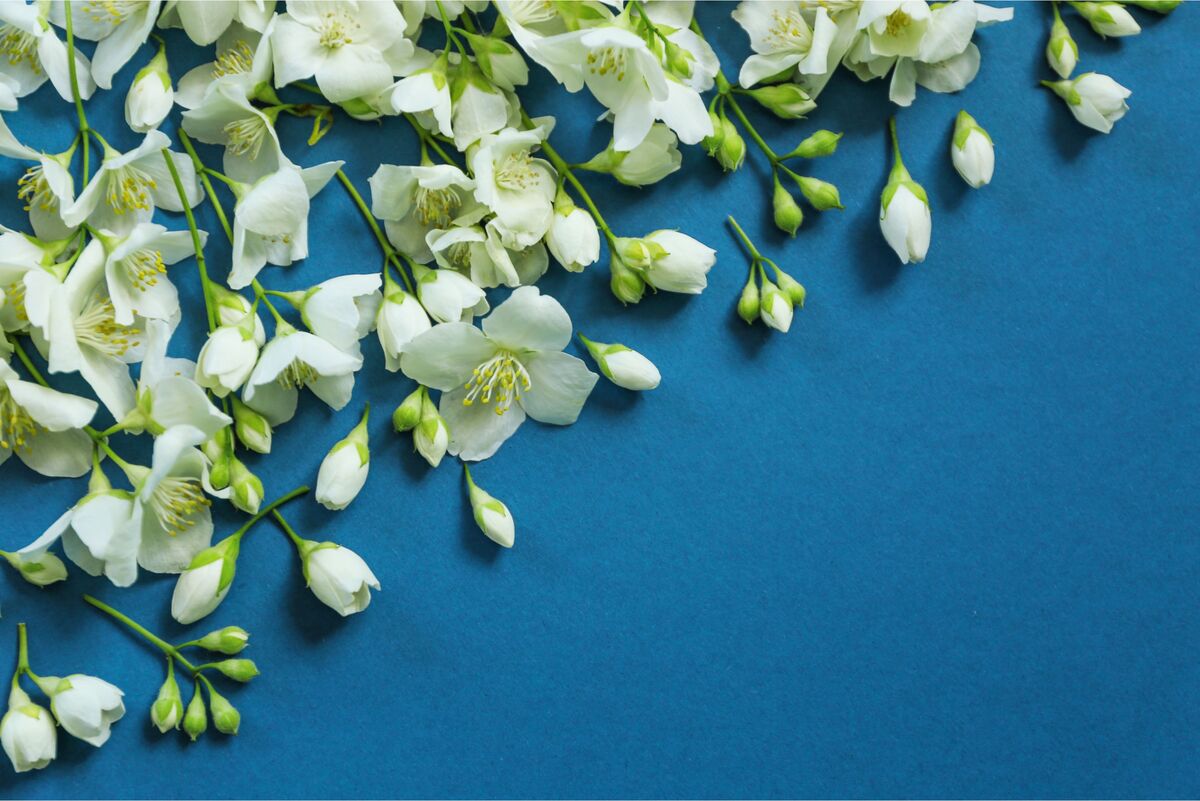 Flores de jasmim com fundo azul 