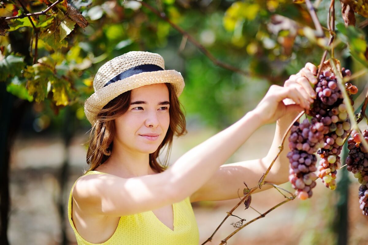 Mulher colhendo uvas 