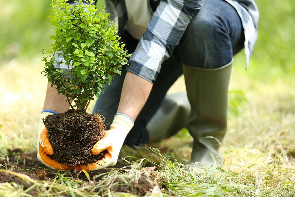 Pessoa plantando árvore 