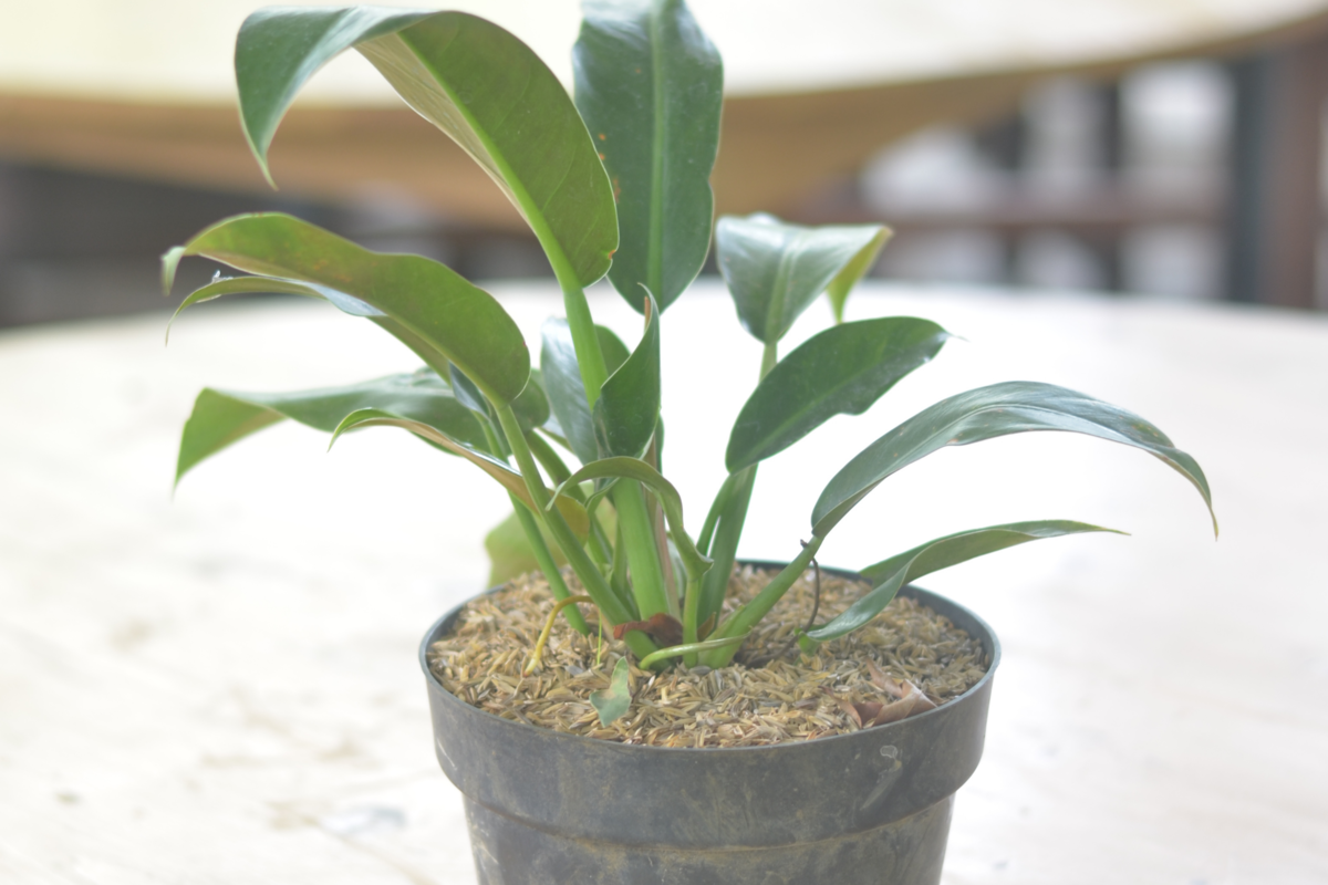 Philodendron Martianum no vaso preto em uma mesa de madeira, sobre um fundo desfocado.