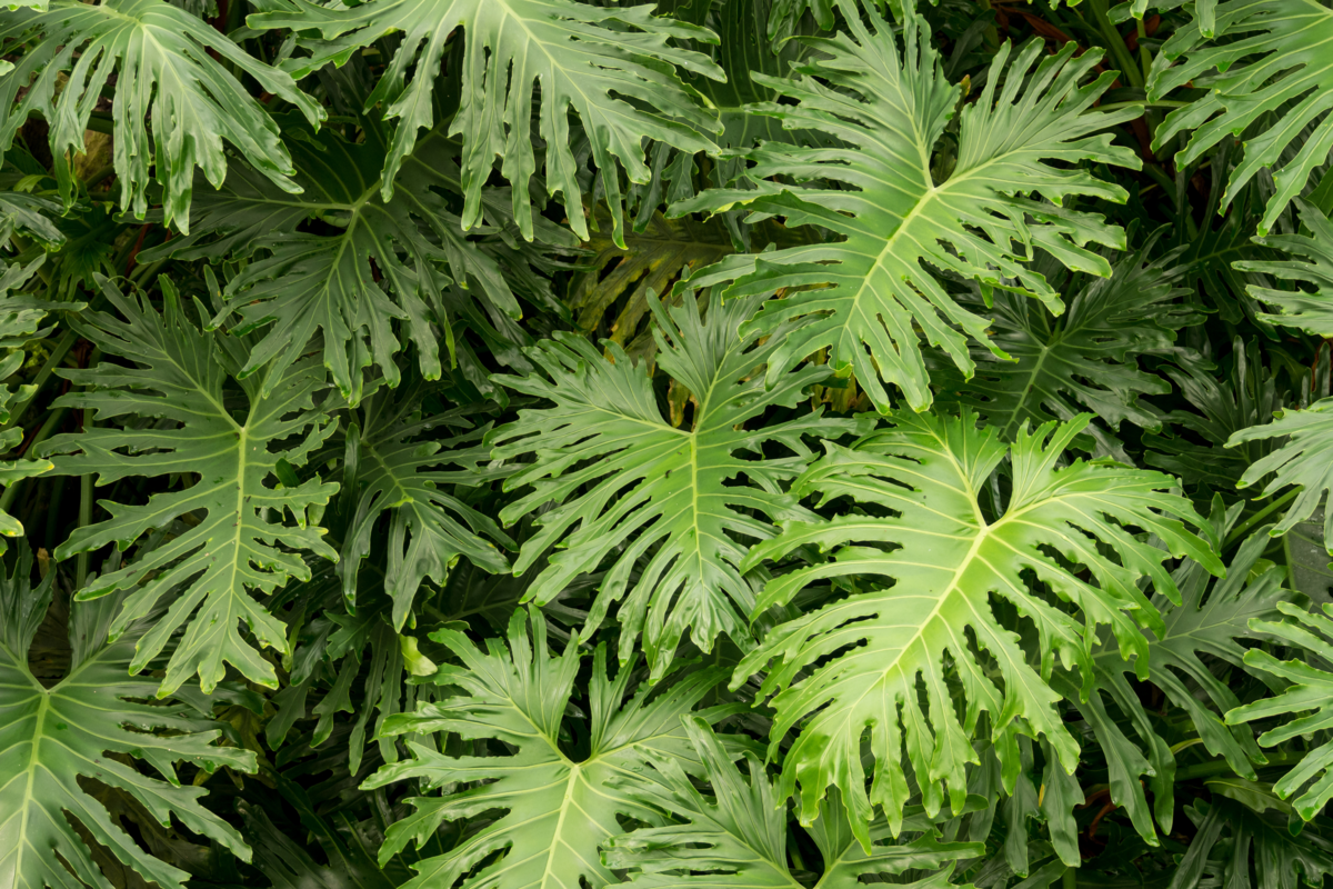 Folhagens de um belo Filodendro Guaimbê no jardim.