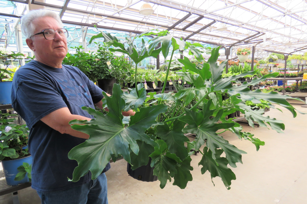 Homem idoso carregando uma planta em um centro de jardinagem.