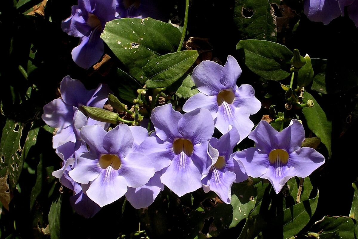 Cacho com várias flores de tumbérgia azul