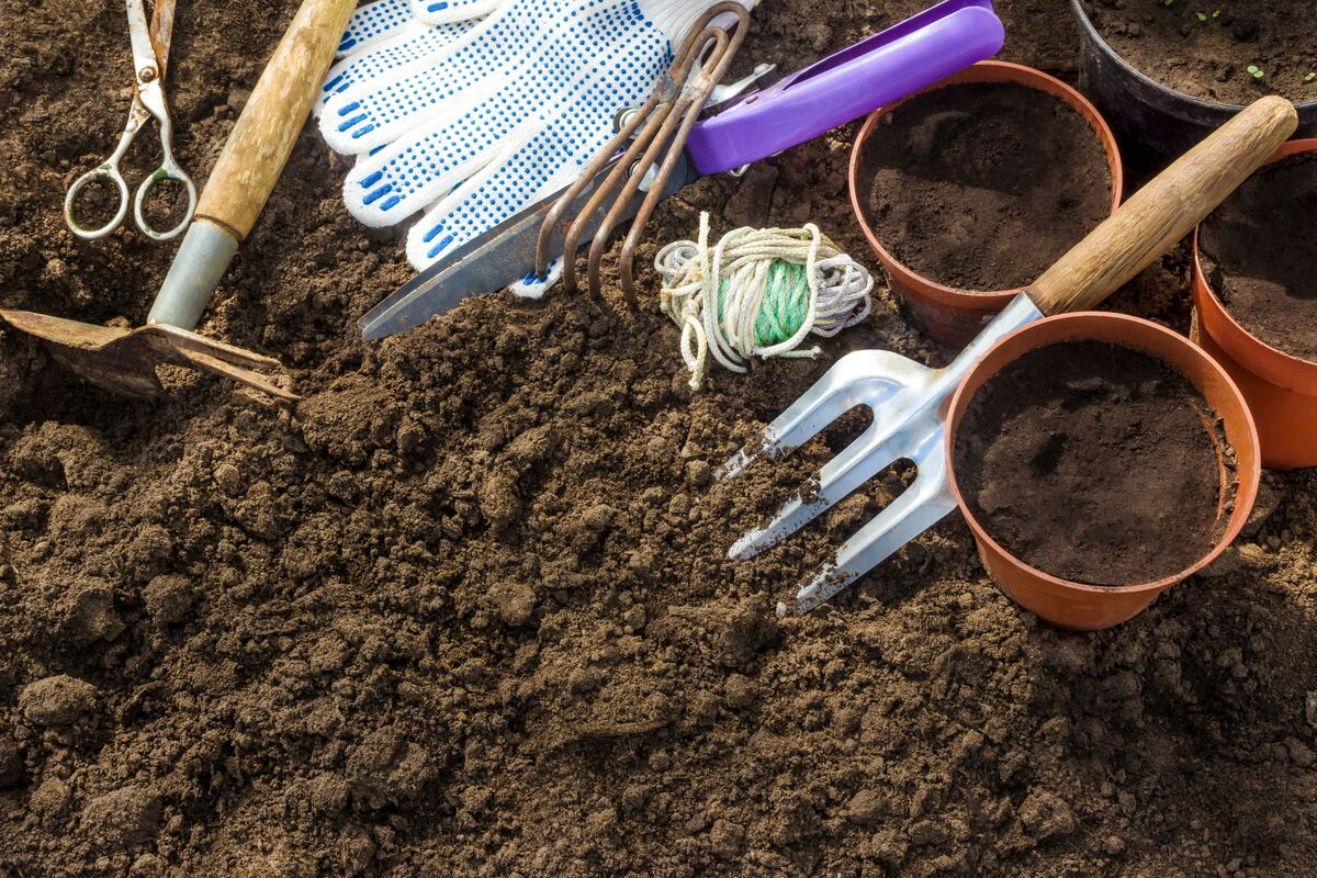 Terra, vasos e ferramentas de jardinagem para plantar tumbérgia azul