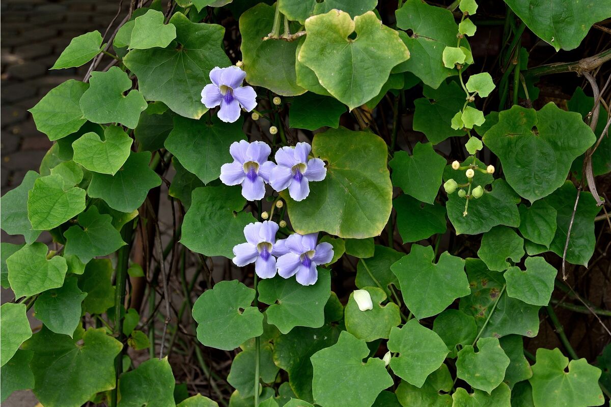 Folhas e flores de tumbérgia azul