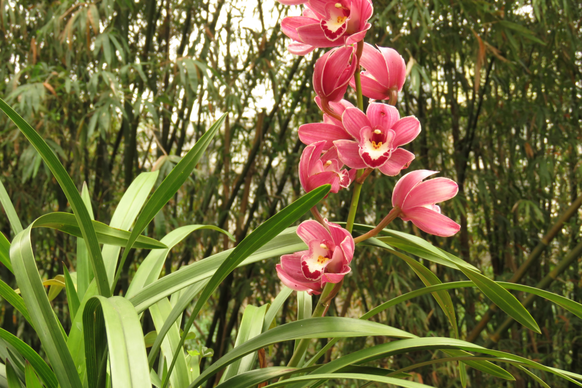 Cymbidium: espécies, como cuidar e mais destas orquídeas!