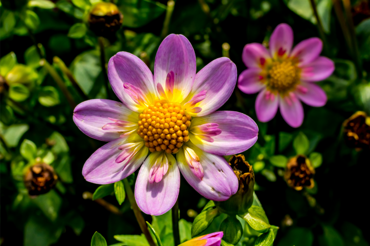 Close-up de flores da espécie Collarette Dahlias na cor lilás.