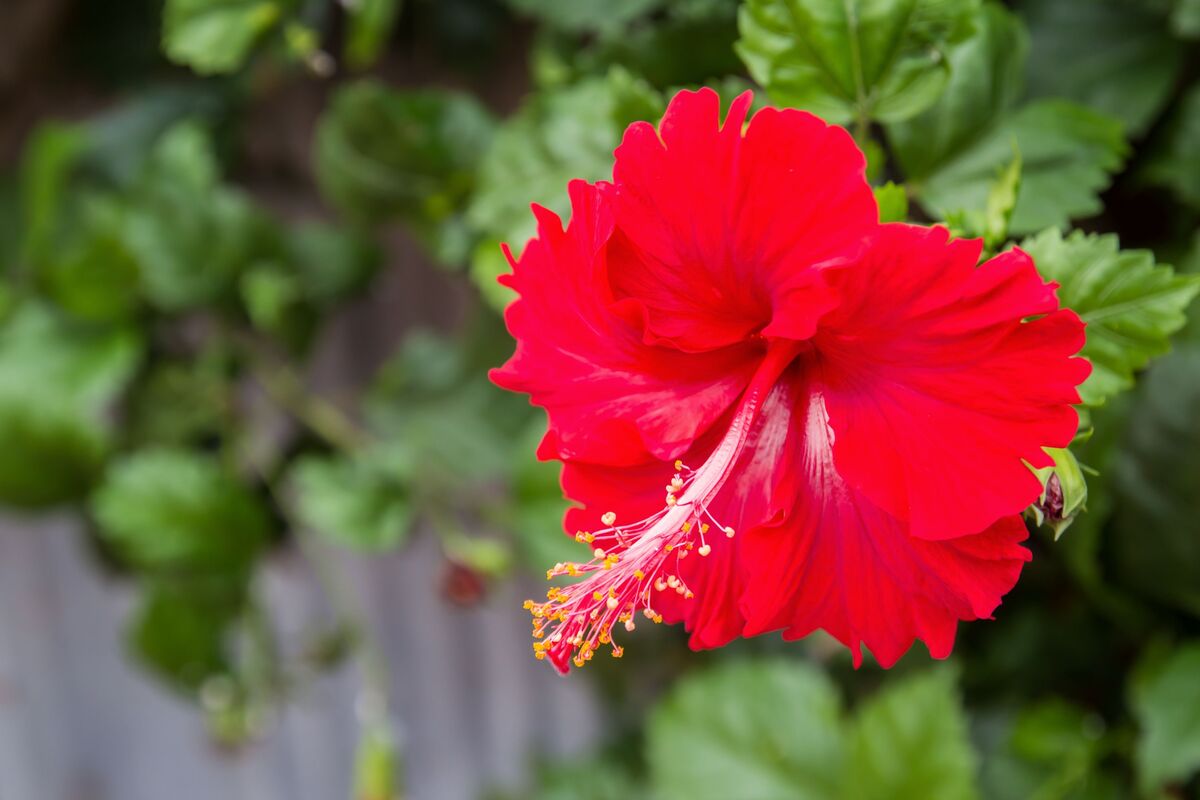 flor hibisco vermelha