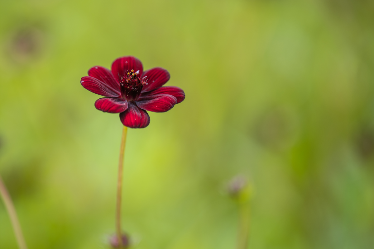 Flor vermelha escura do cosmos crescendo na natureza exuberante