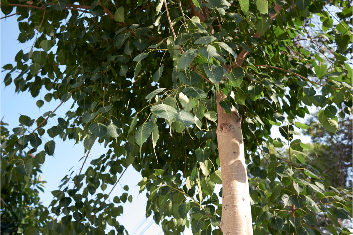 Árvore da espécie Ficus religiosa no jardim.
