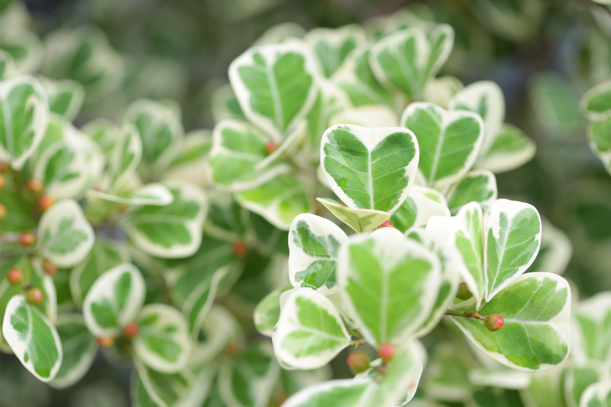 Ficus deltoidea com folhagens na cor verde e detalhes brancos.