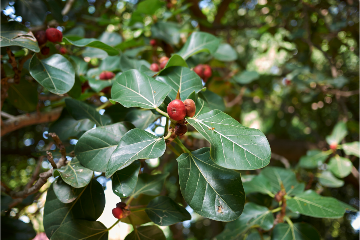 Ficus benghalensis com belas folhagens e frutos vermelhos.