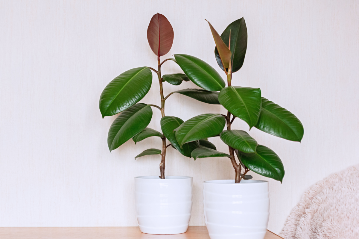 Duas plantas de interior da espécie Ficus elastica em vasos de cerâmica branca.