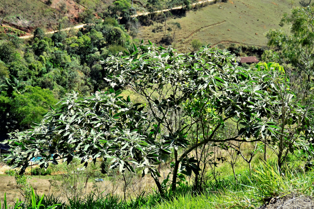 Árvore Solanum paniculatum crescendo no campo.