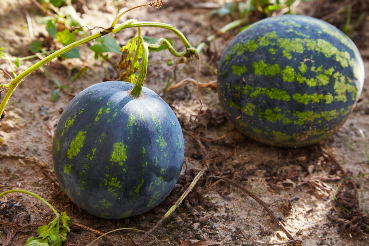 Duas melancias da espécie Black Diamond cultivada no jardim.
