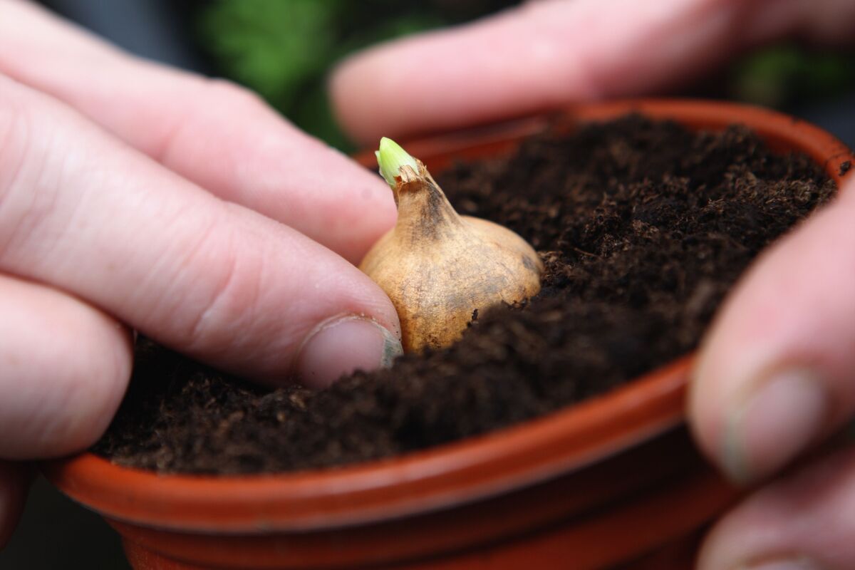 Pequeno bulbo sendo plantado em vaso