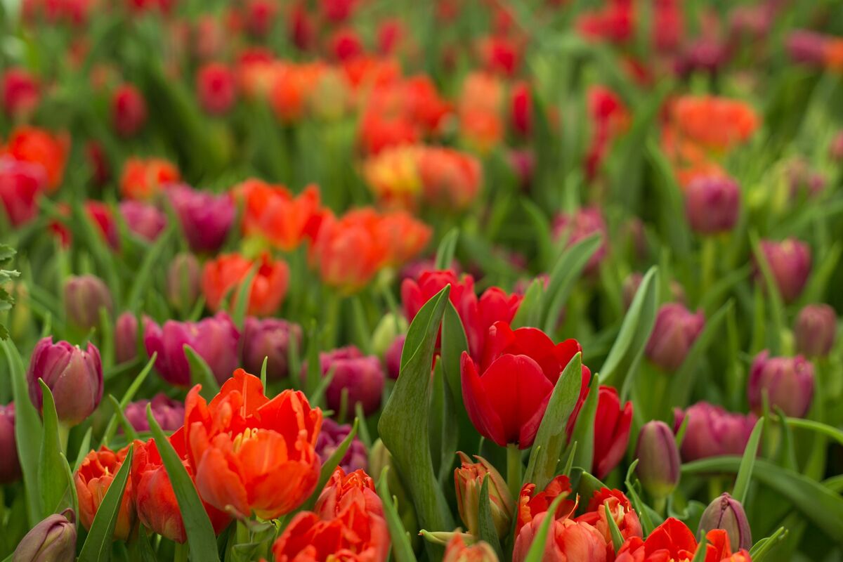 Várias tulipas plantadas na terra