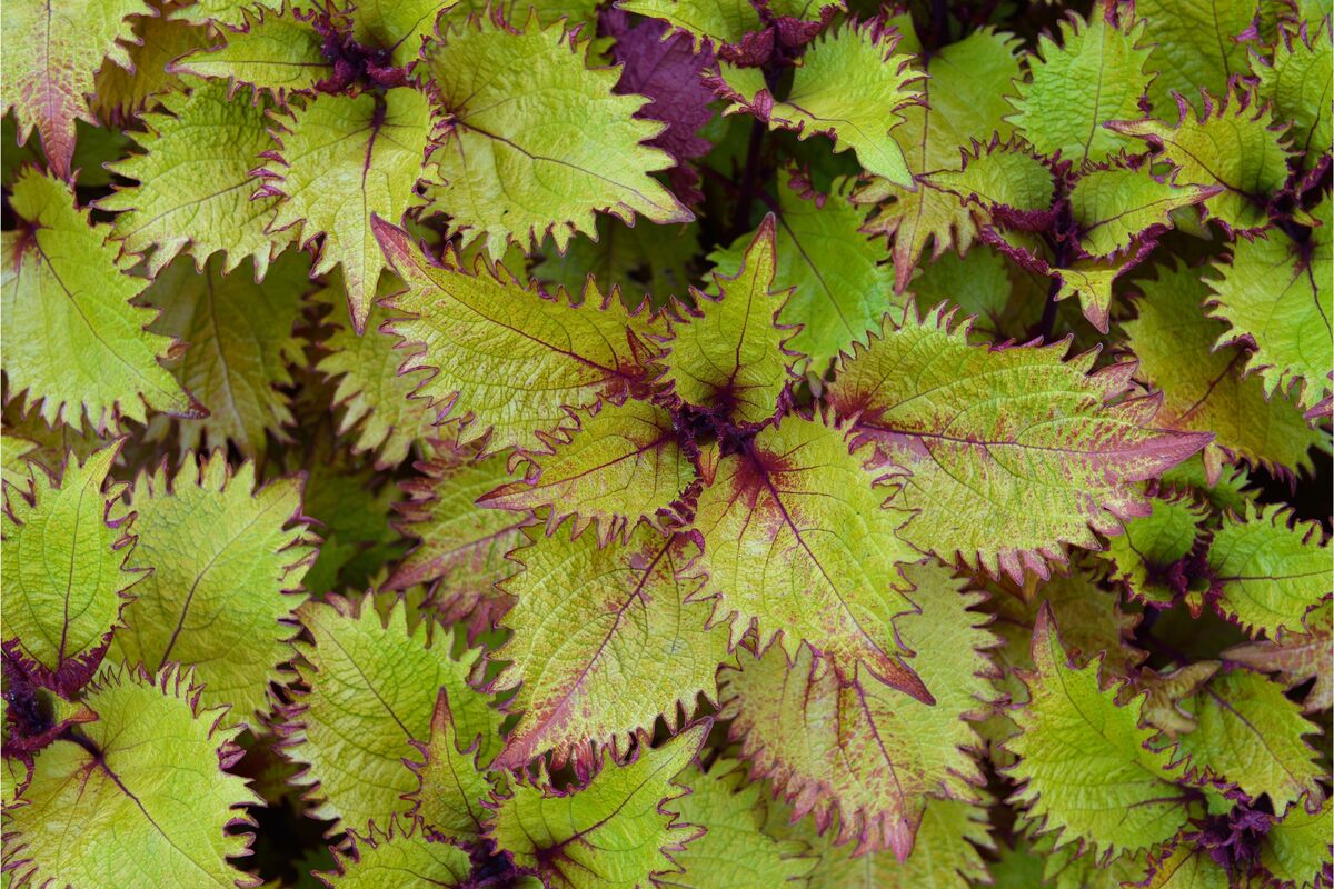 Coleus Plectranthus scutellarioides Henna