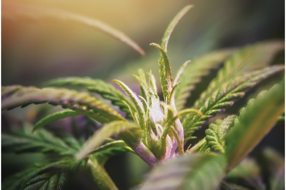 Close up no topo da cannabis purple haze, próximo à floração 