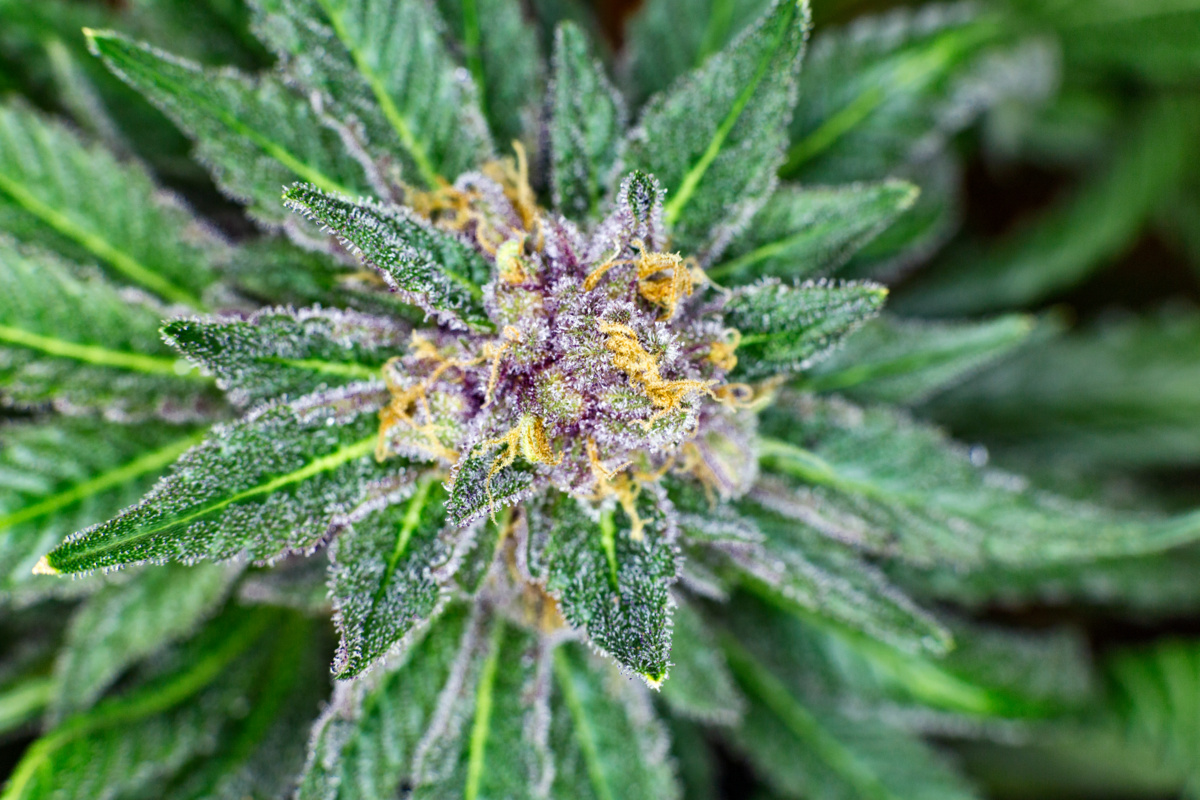 Flor e folhas pequenas de cannabis purple haze
