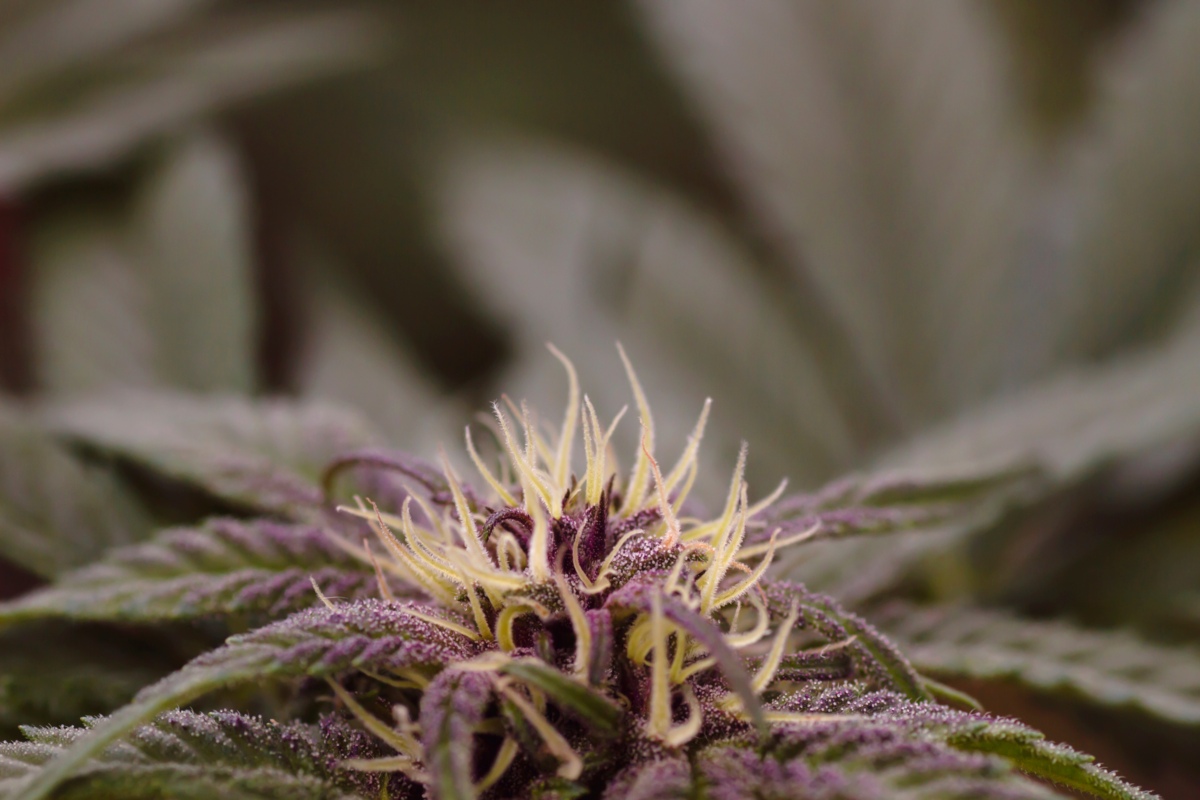 muda de cannabis purple haze 