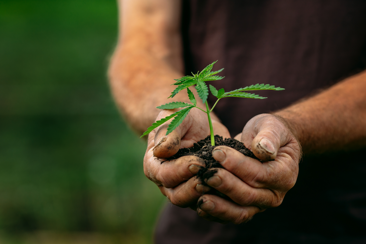 Pessoa segurando muda de cannabis em mãos sujas de terra