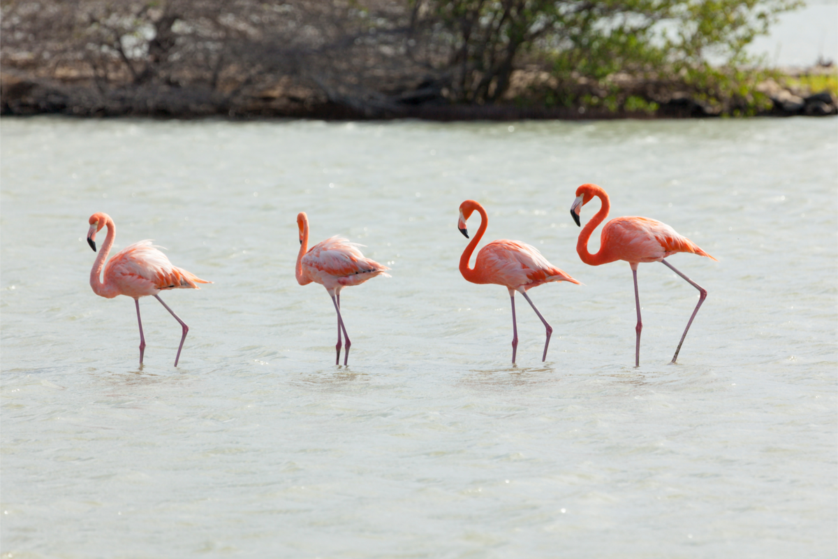 Quatro flamingos na água 