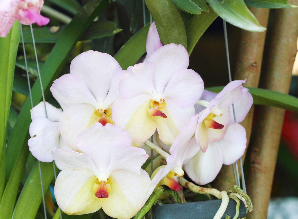 Orquídea Vanda