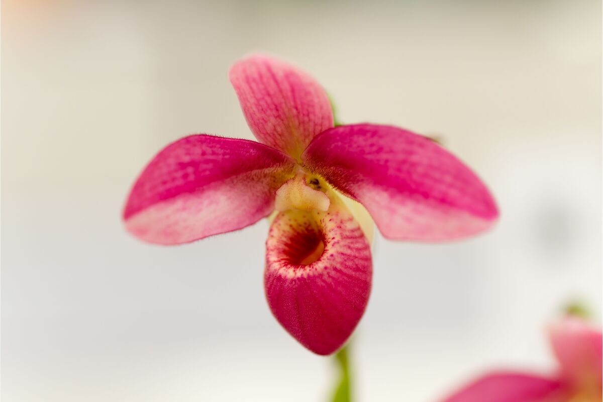 Orquídea Phragmipedium