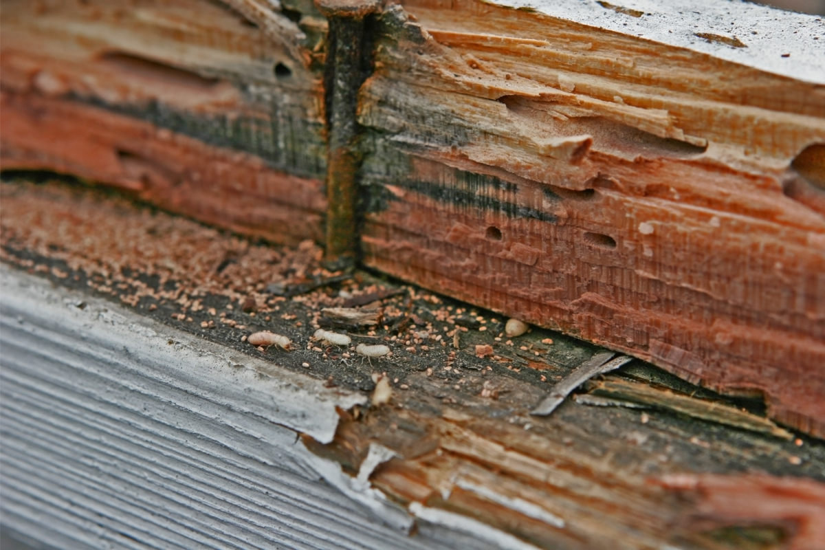 Móvel de madeira danificado pela ação dos cupins, deixando buracos e granulados de madeira. 