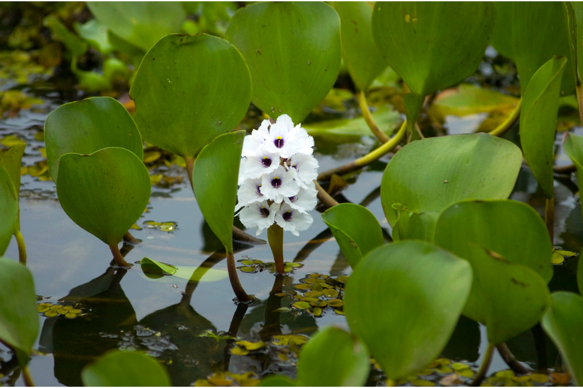 Plantas aquáticas com flores brancas em um lago.