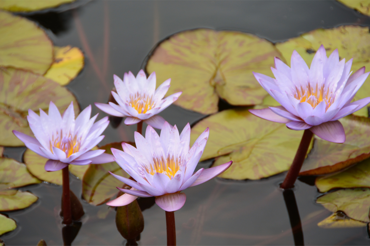 Planta aquática da espécie Ninféias com quatro lidas flores no lago.