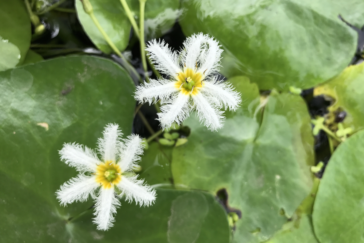 Planta aquática da espécie Estrela-branca com duas flores brancas.