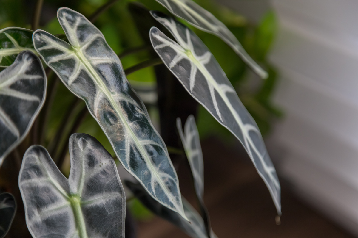 Folhas de Alocasia Sanderiana e um fundo desfocado