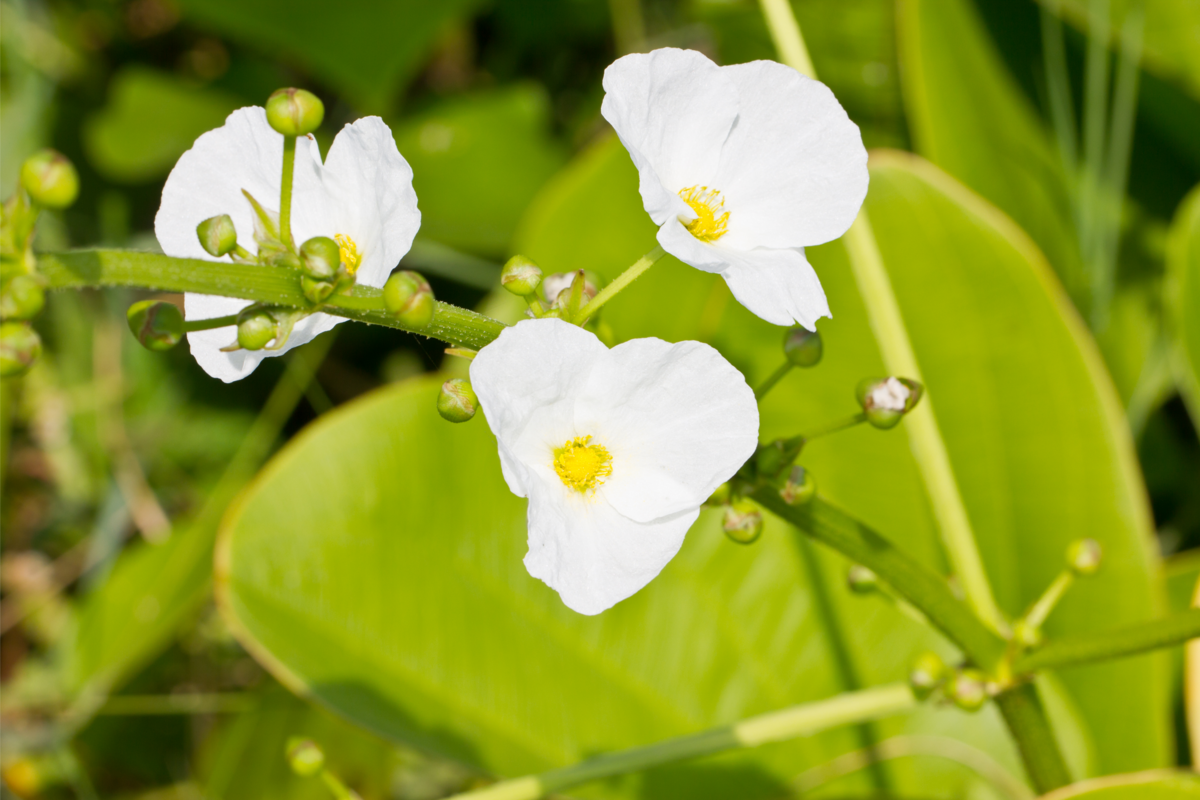 Planta aquática da espécie Chapéu de couro com lindas flores brancas.