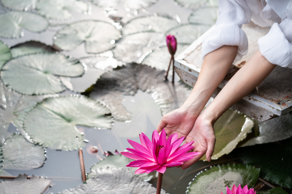 Indivíduo tocando na Flor de lótus de cor rosa em um lago.