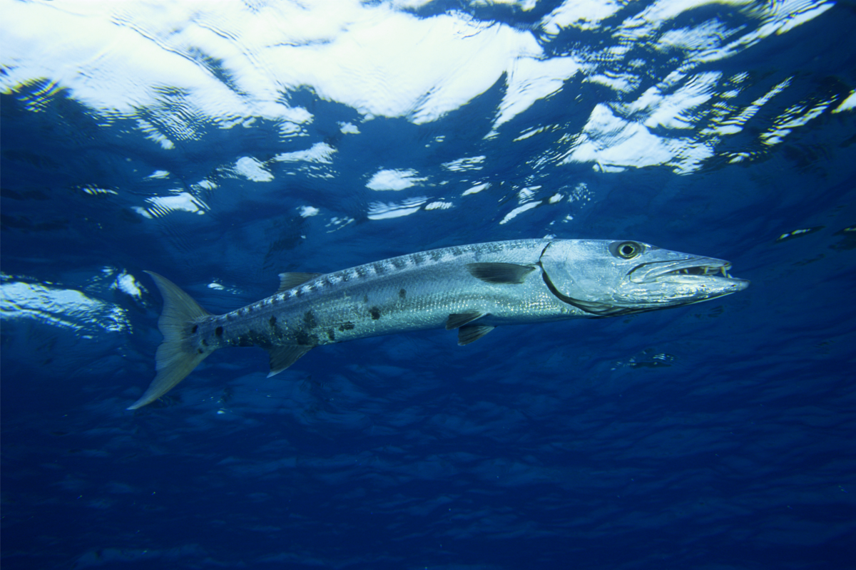 Close-up da barracuda na água salgada.