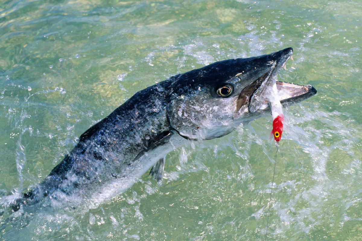Barracuda abocanhando uma isca de pesca.
