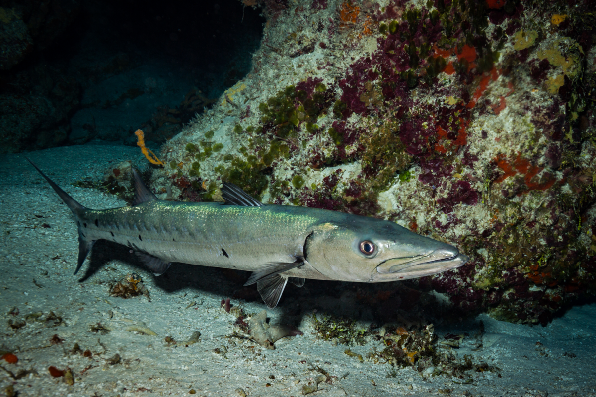 Close-up de uma barracuda no fundo do mar próximo de uma rocha.