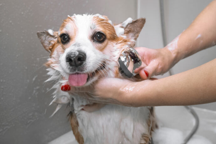 Cachorro com pelagem mesclada tomando banho
