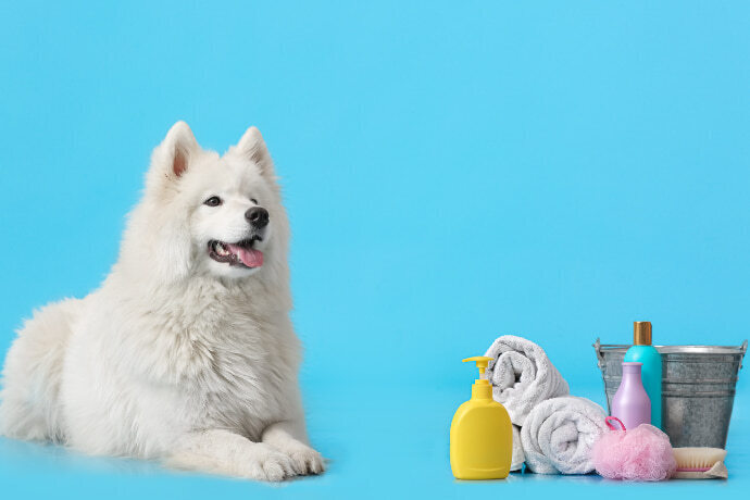 Cachorro Samoyed próximo de toalhas e shampoo em um fundo azul