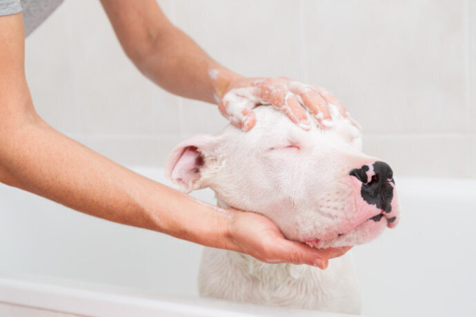 Dogo Argentino tomando banho 