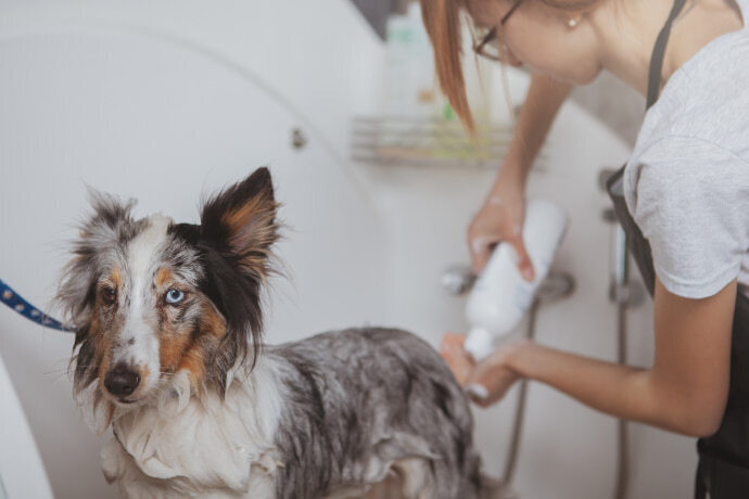 Profissional dando banho no cachorro