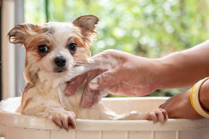 Cachorro tomando banho 