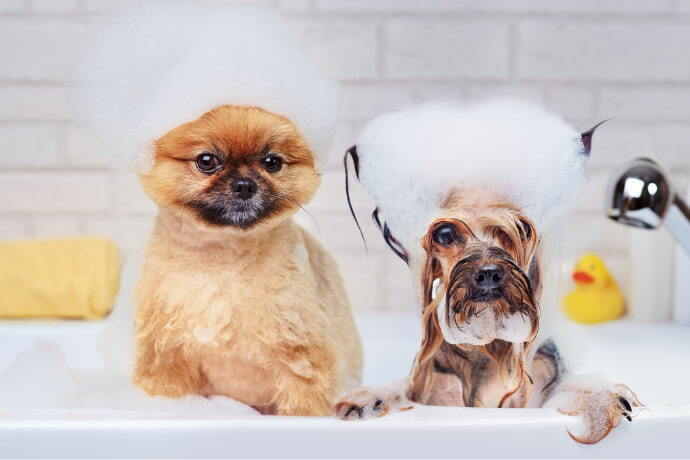 Pomerânia e yorkshire terrier tomando banho de espuma