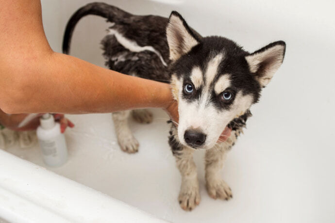 Husky tomando banho 