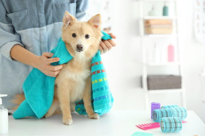 Indivíduo segurando cachorro enrolado na toalha 