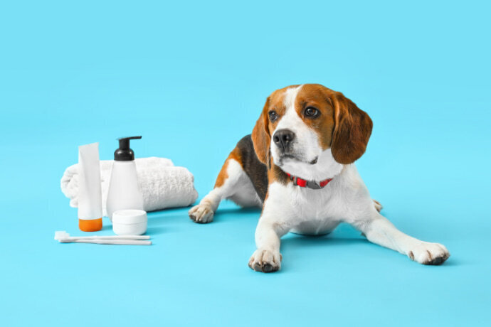 Beagle e itens de banho em um fundo azul